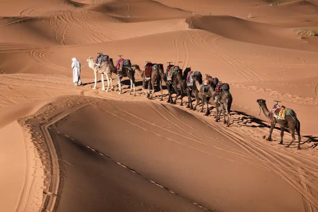 Camel caravan in the desert egypt camel tour, pyramids of giza camel rides