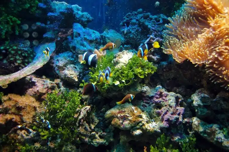 Colorful fish swimming among coral reefs dolphin tour hurghada, coral reef snorkeling