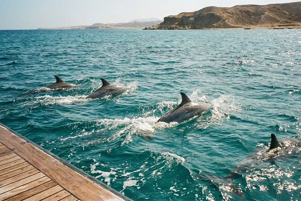 Dolphins swimming in the turquoise waters dolphin tour hurghada, Snorkeling Hurghada price