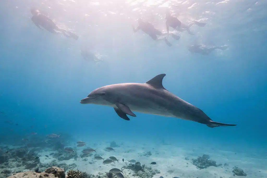 Swimmers with dolphins dolphin tour hurghada, coral reef snorkeling