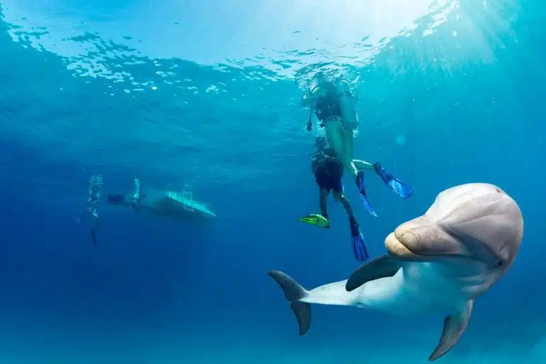 Dolphin swimming near snorkelers el gouna day trip, el gouna activities