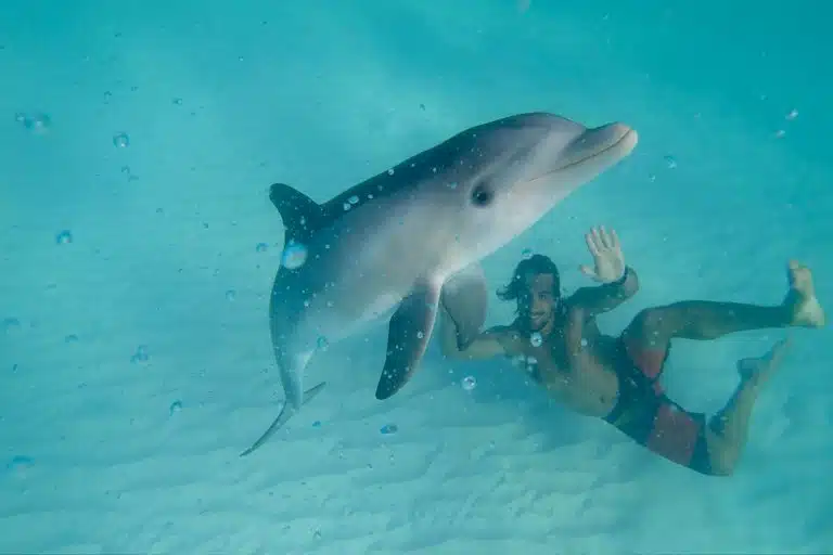 A man swimming with a dolphin el gouna day trip, things to do in el gouna