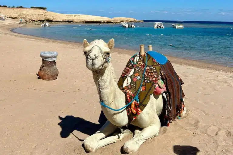 Camel resting on the beach hurghada quad tour, family quad