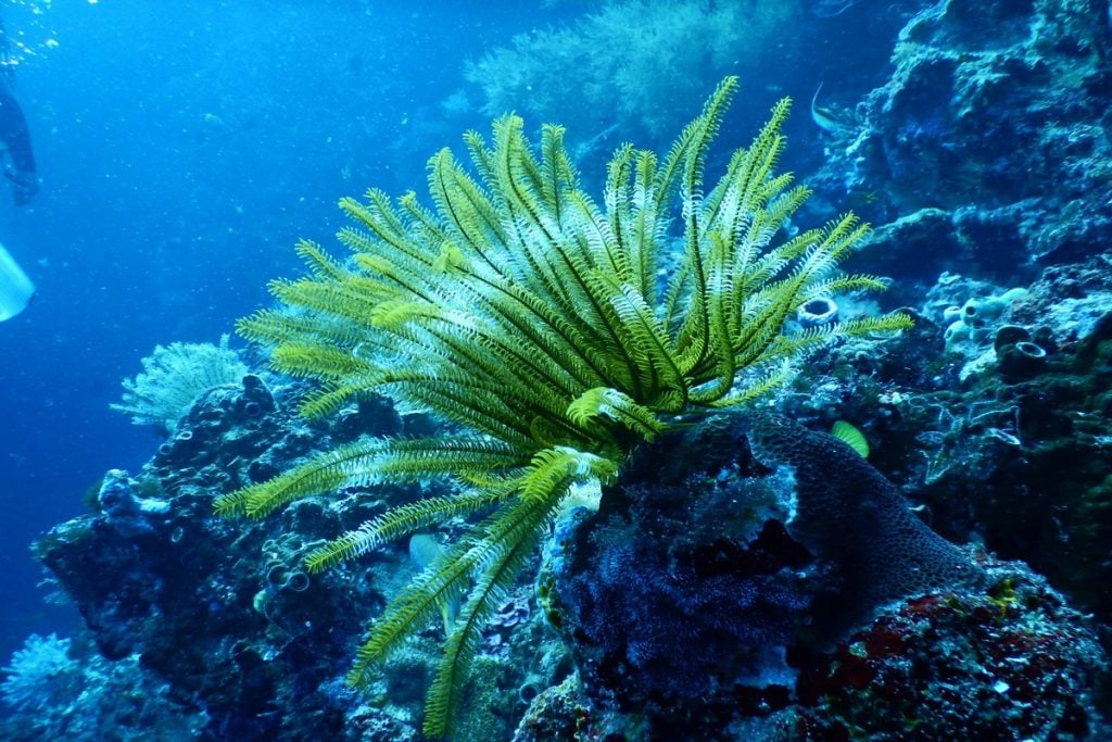 Vibrant coral garden ras mohammed national park tour, coral reef diving sharm