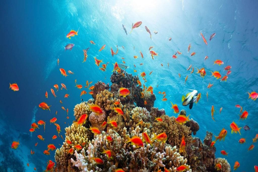Colorful fish swimming around coral in Ras Mohammed National Park ras mohammed national park tour, snorkeling sharm el sheikh