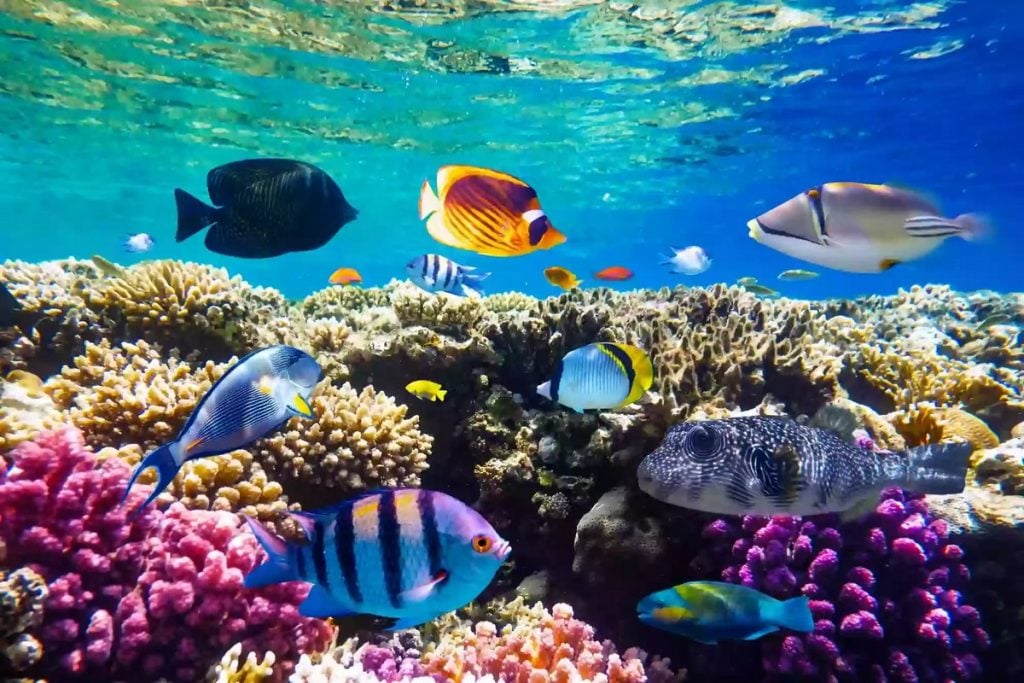 Colorful marine life ras mohammed national park tour, snorkeling sharm el sheikh