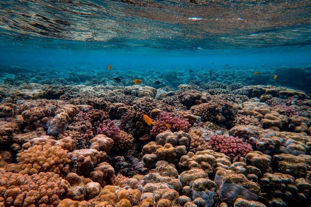 Vibrant coral reef scene with fish, snorkel rental near me, snorkeling excursion